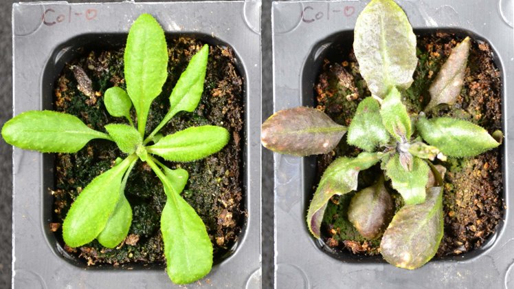 How stressed-out plants produce their own ‘aspirin’ to protect themselves from environmental hazards